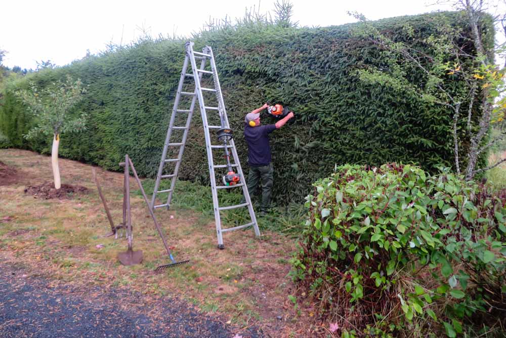 Entretien parcs et jardins : taillage haie épicéas