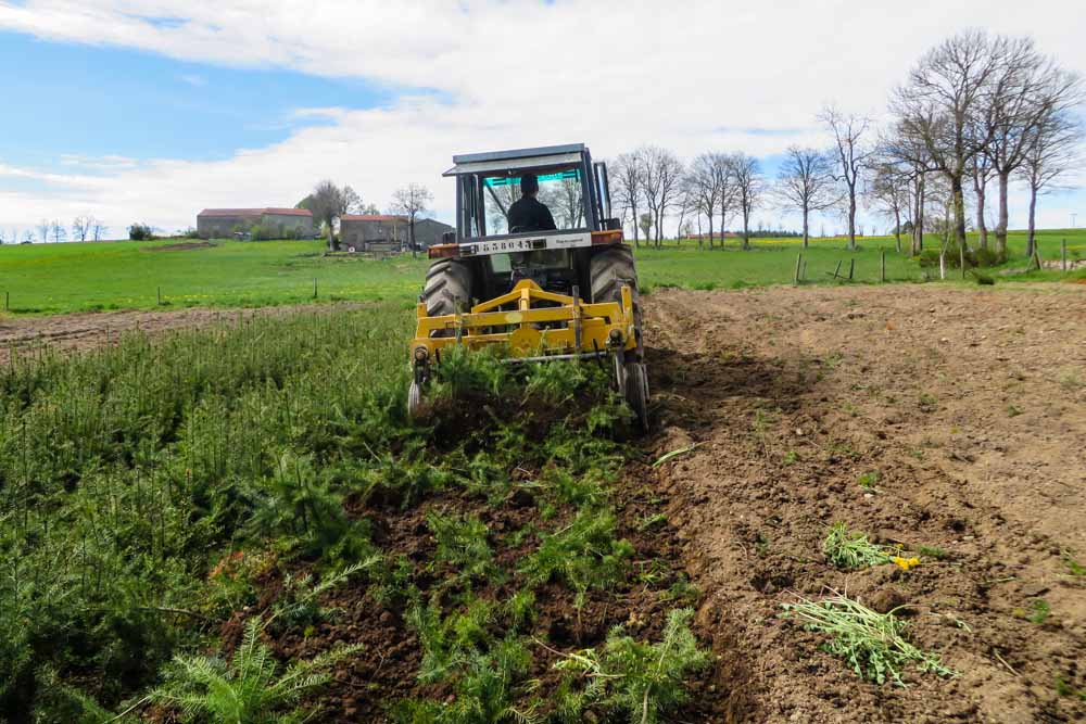 Arrachache des plants de résineux par Pichon Pépinériste