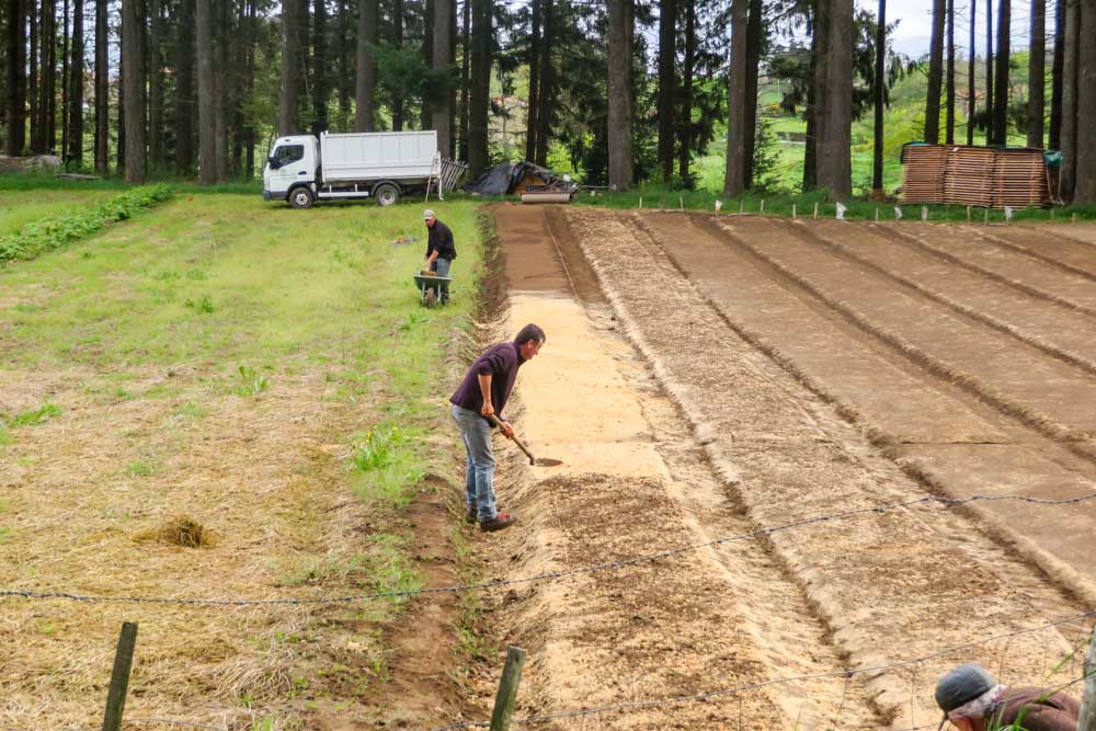 Semis de graines forestières par Pichon Pépiniériste