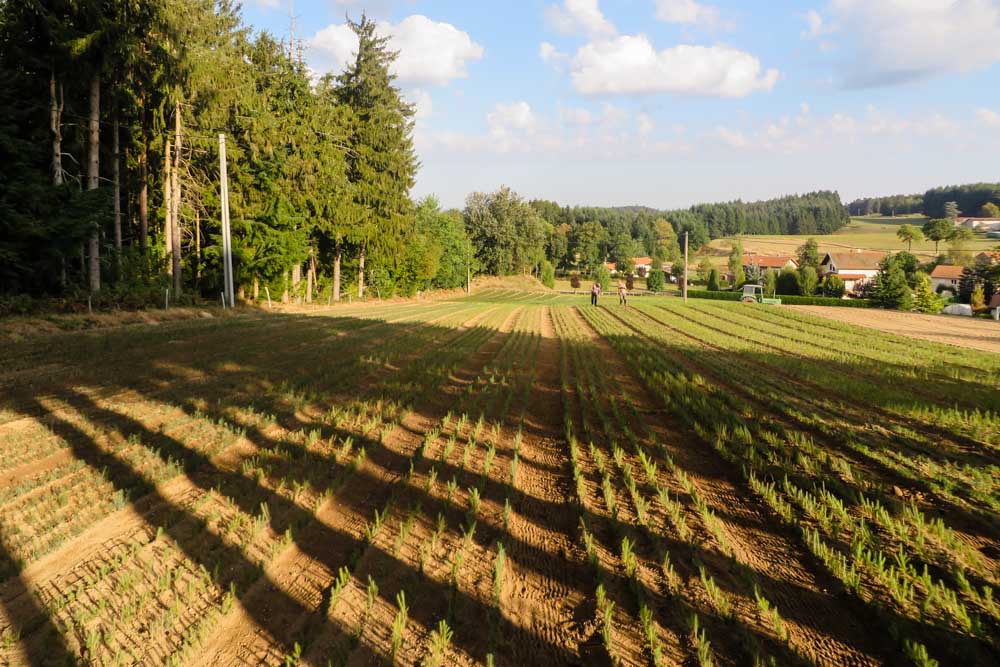 Repiquage de semis en automne