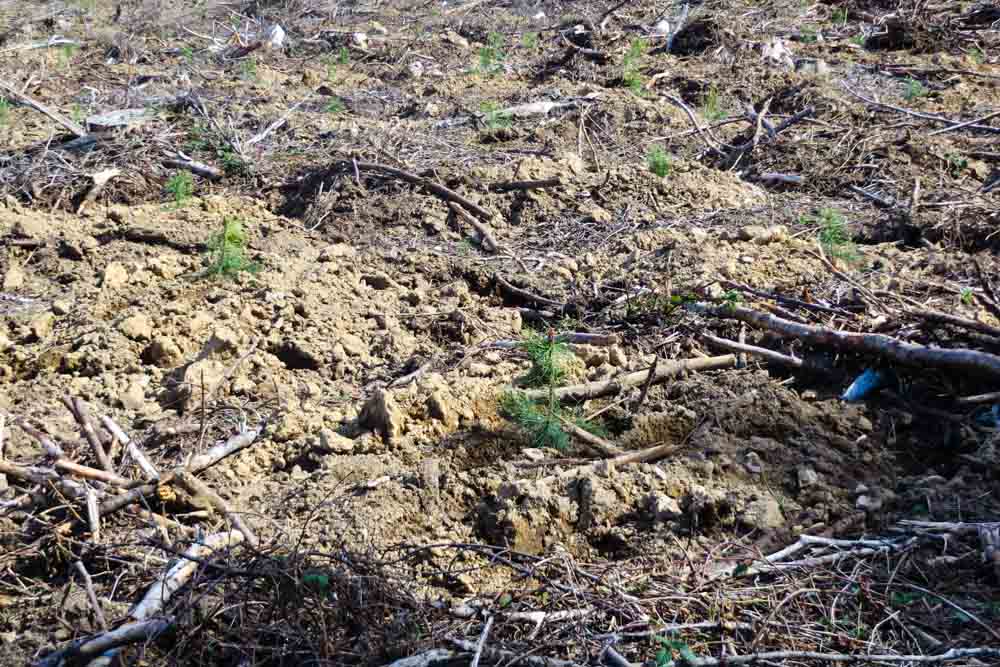 Mise en place de plants dans le cadre du reboisement