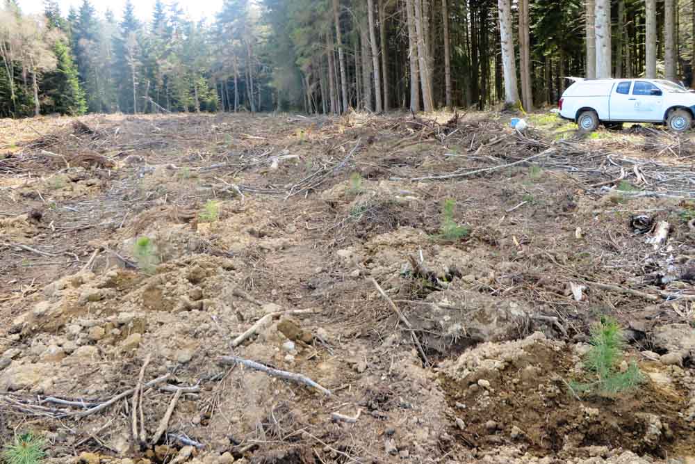 Mise en place de plants dans le cadre du reboisement